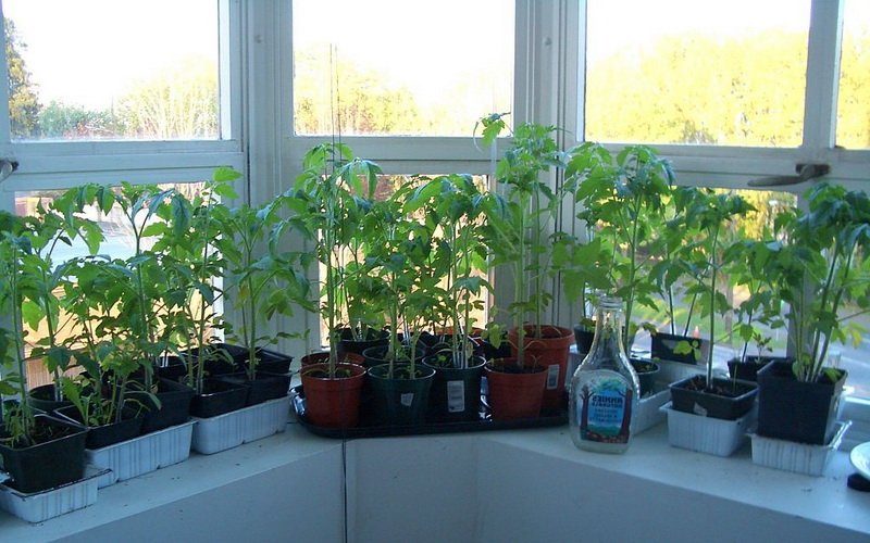 Рассада томатов у окна